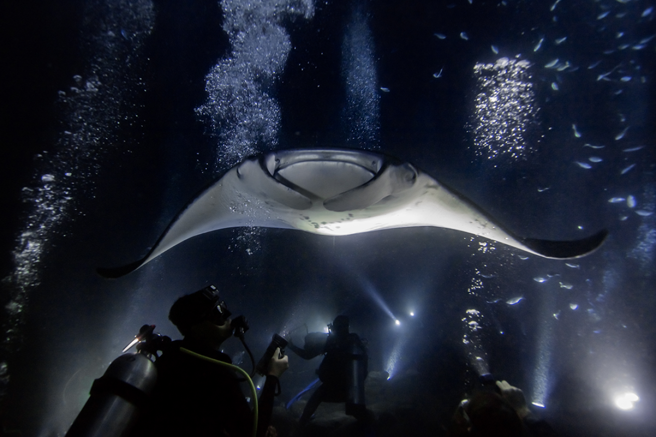 Close up photo of a manta ray.