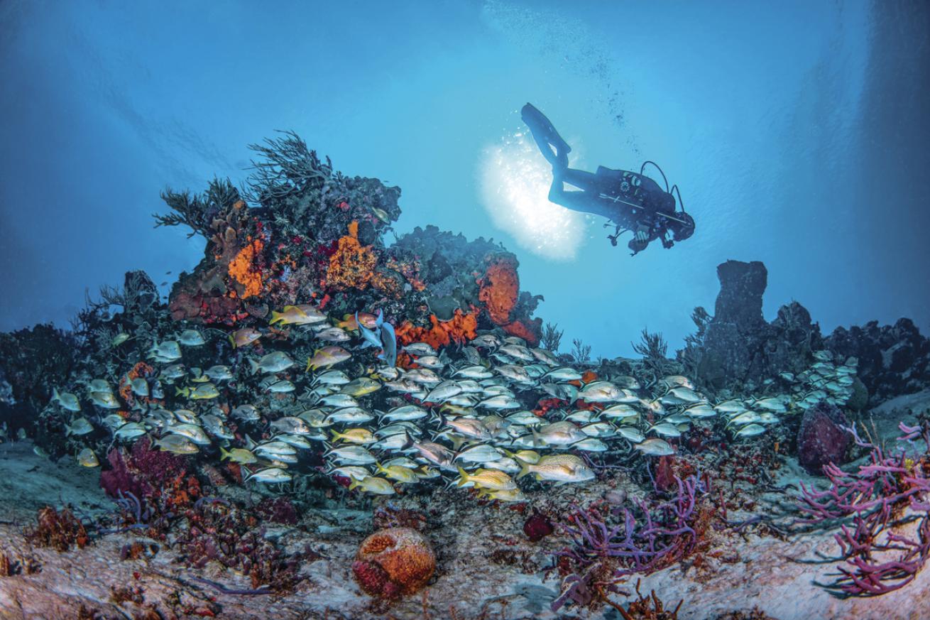 Cozumel Mexico coral reef