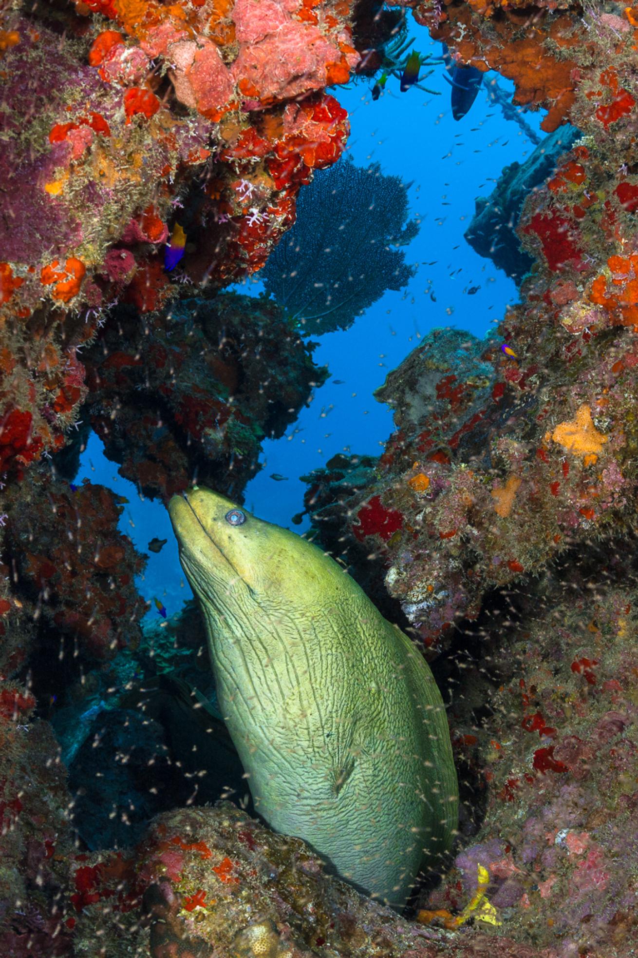 moray eel honduras diving
