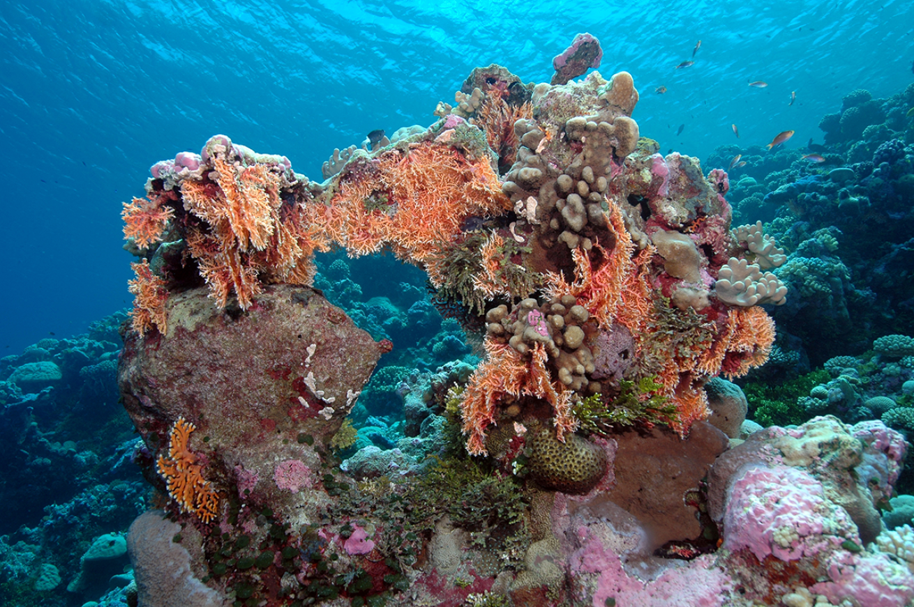 Stylaster corals blooming underwater.
