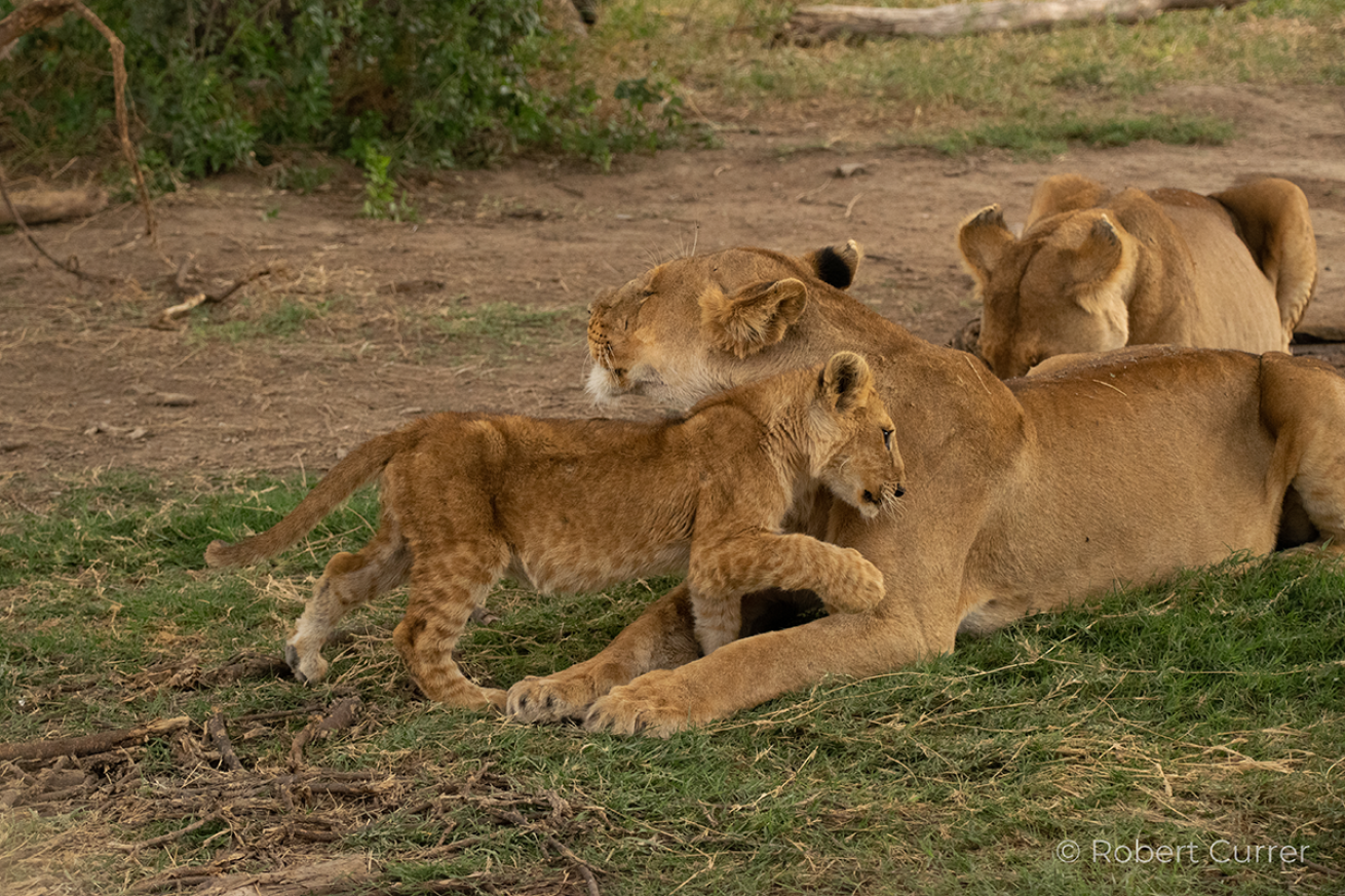 A lioness with her cubs.