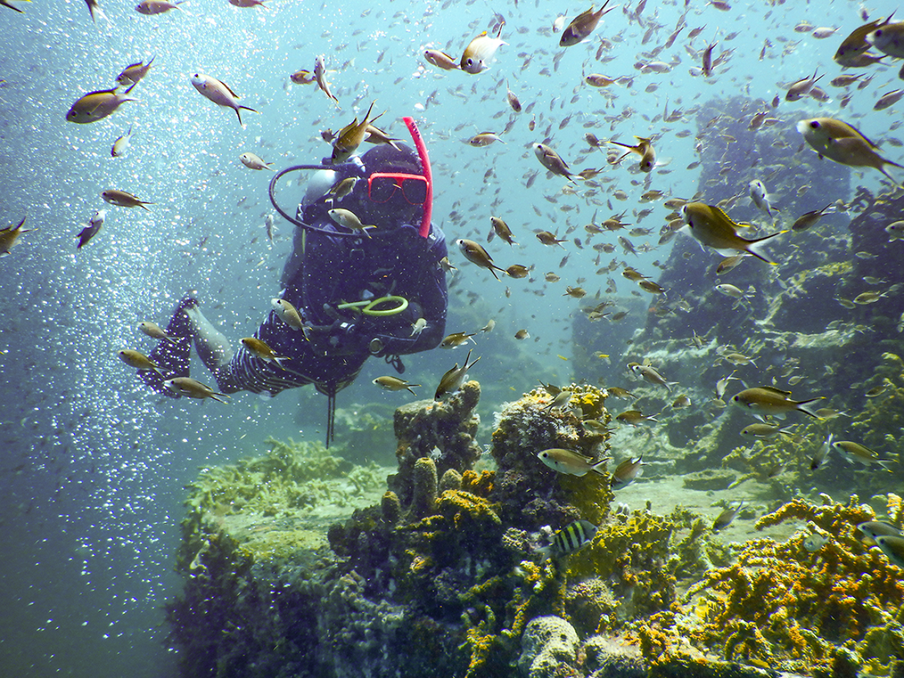 Diver swimming with a school of fish.