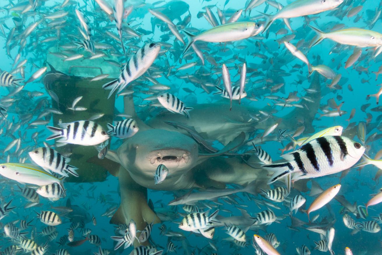 Shark feeding frenzy