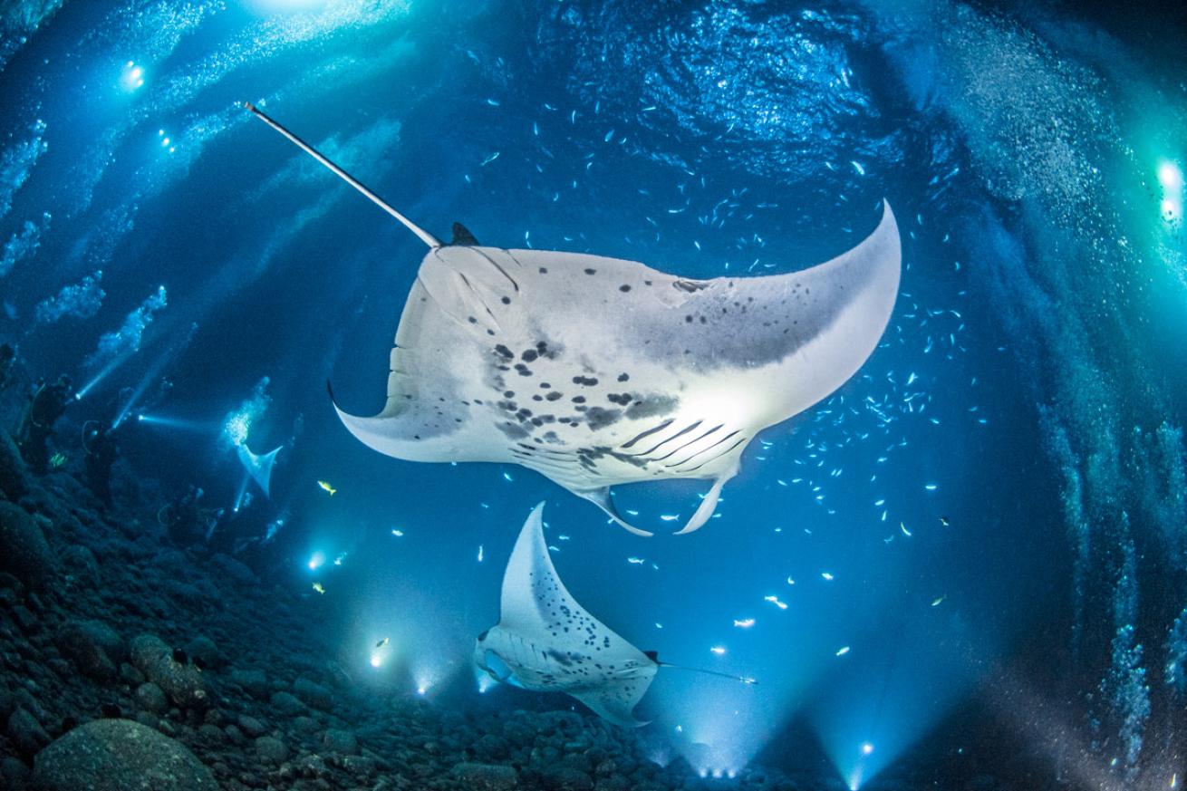 manta night dive