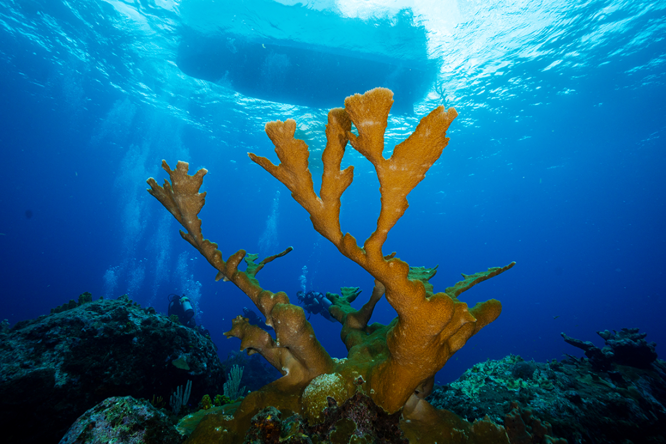 Photo of an Elkhorn coral