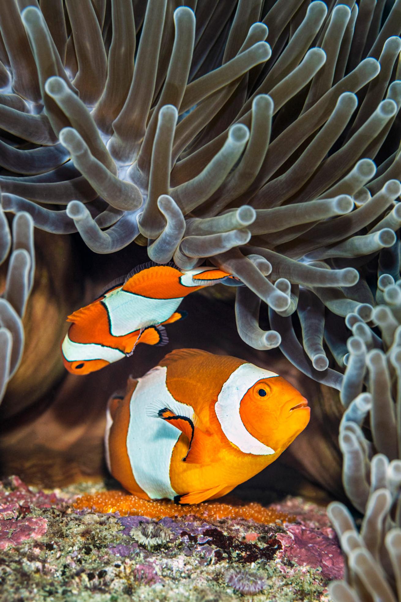  female clownfish lays orange eggs