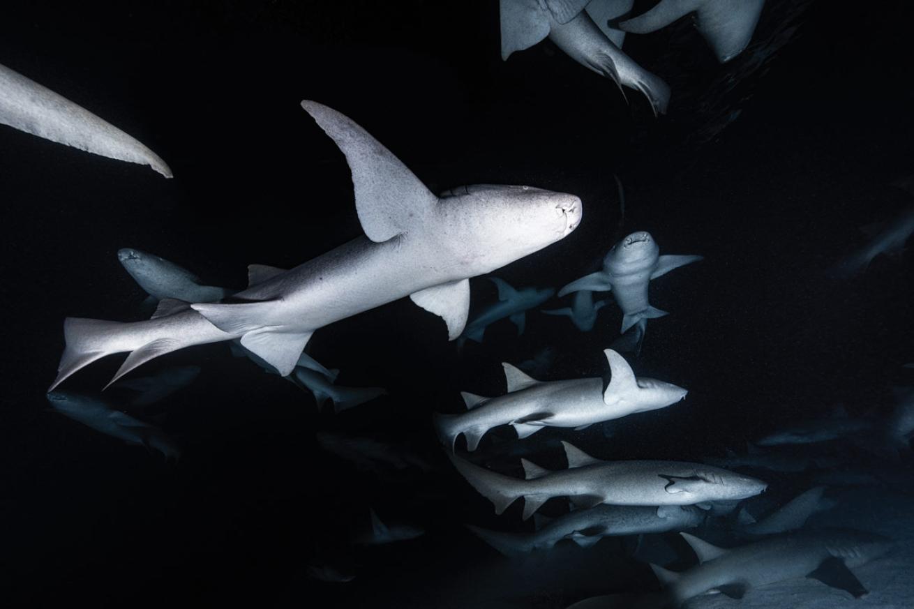  nurse sharks on a night dive at Alimatha Faru