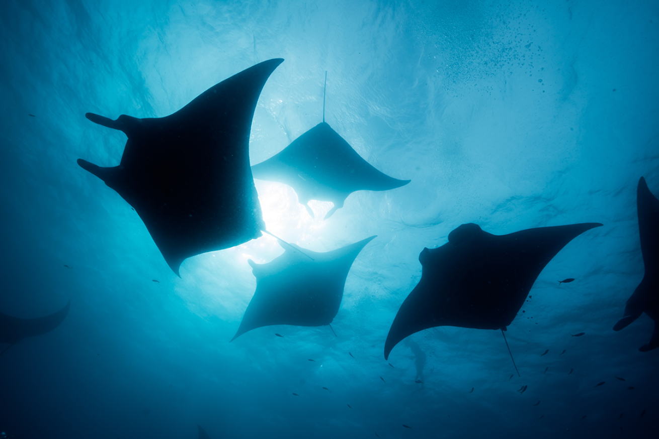 Manta rays swimming in the ocean.