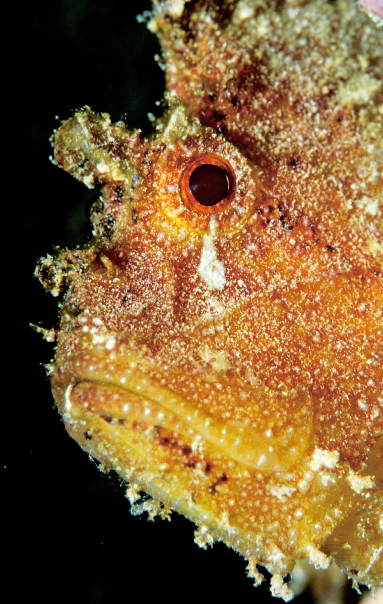 leaf scorpionfish