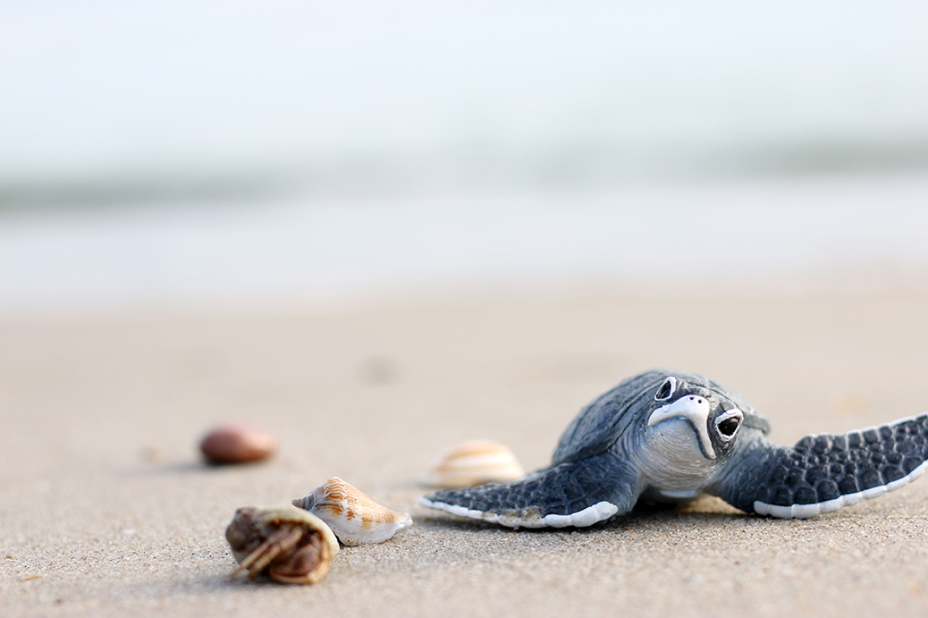 A baby turtle on the beach.