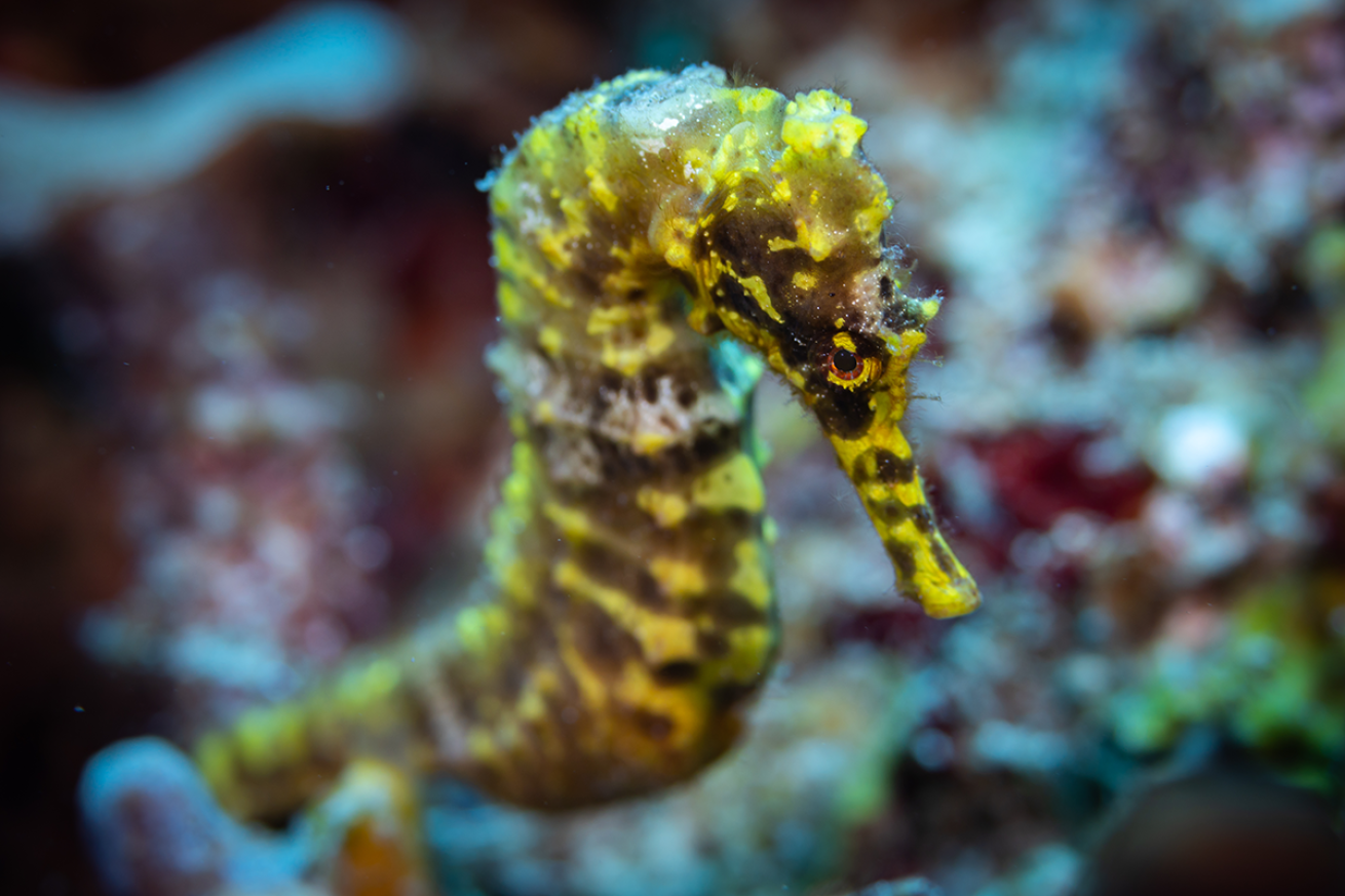 Photo of a seahorse.