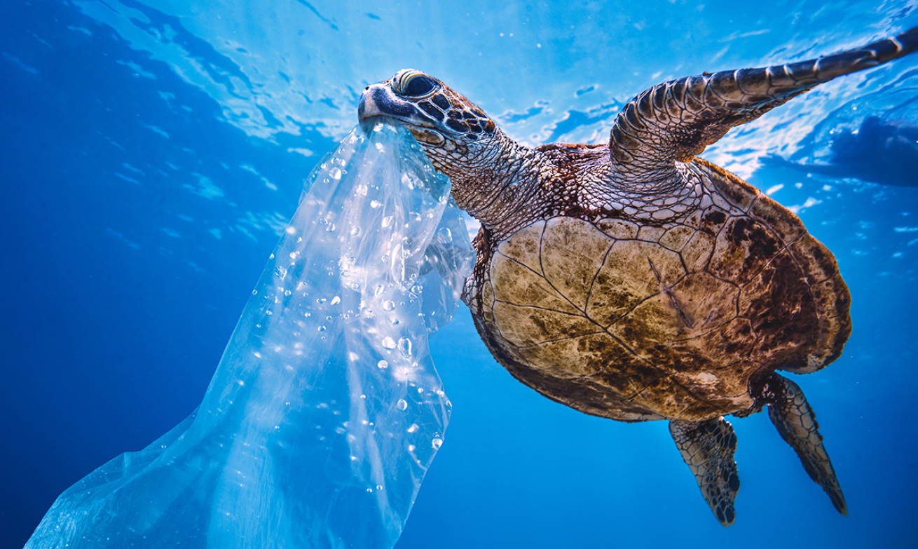 Turtle eating plastic bag.