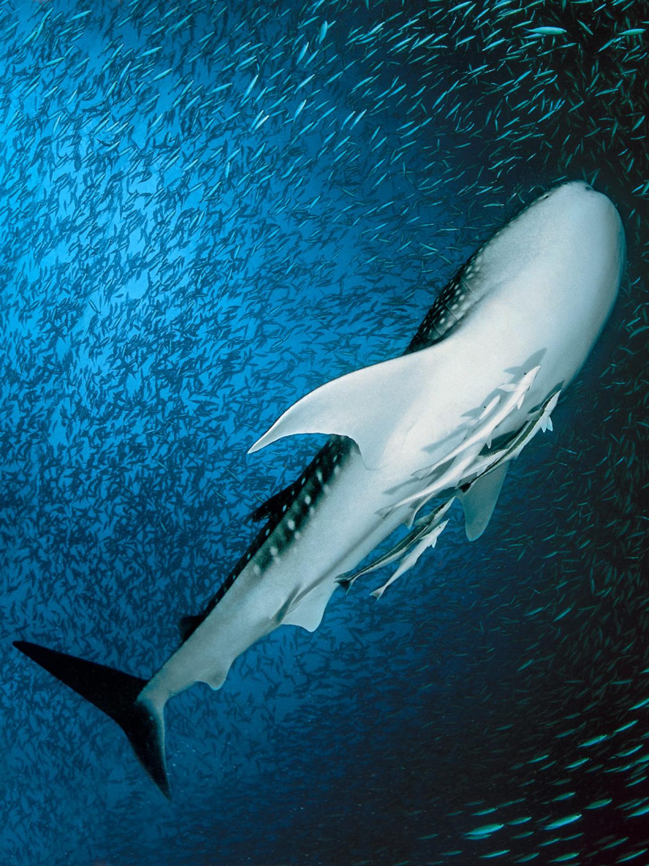 A whale shark spotted at Maamigili