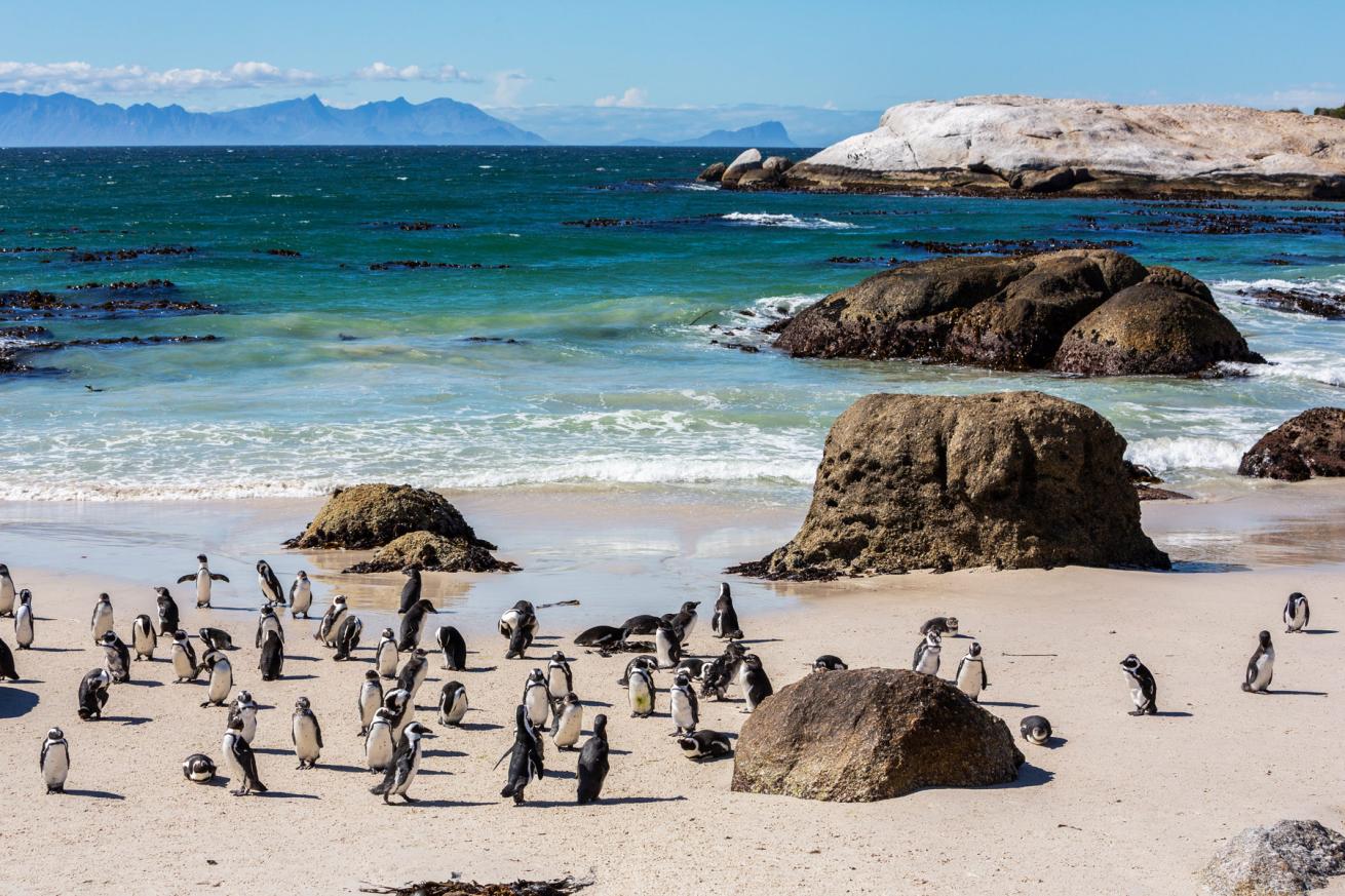 African penguins (Spheniscus demersus) mill about on Boulders Beach near Simon’s Town.
