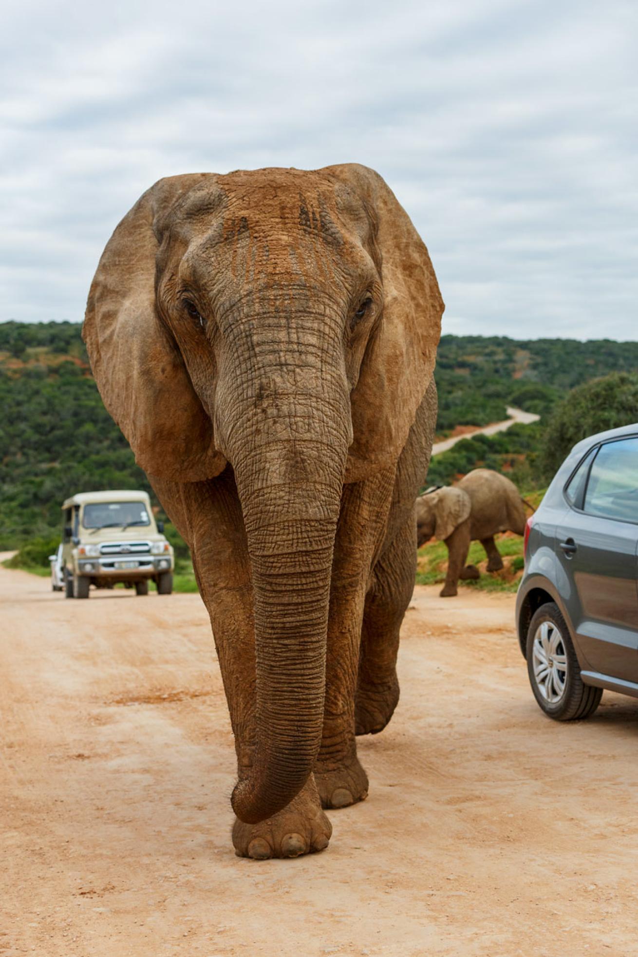 An African elephant roams in Addo Elephant National Park
