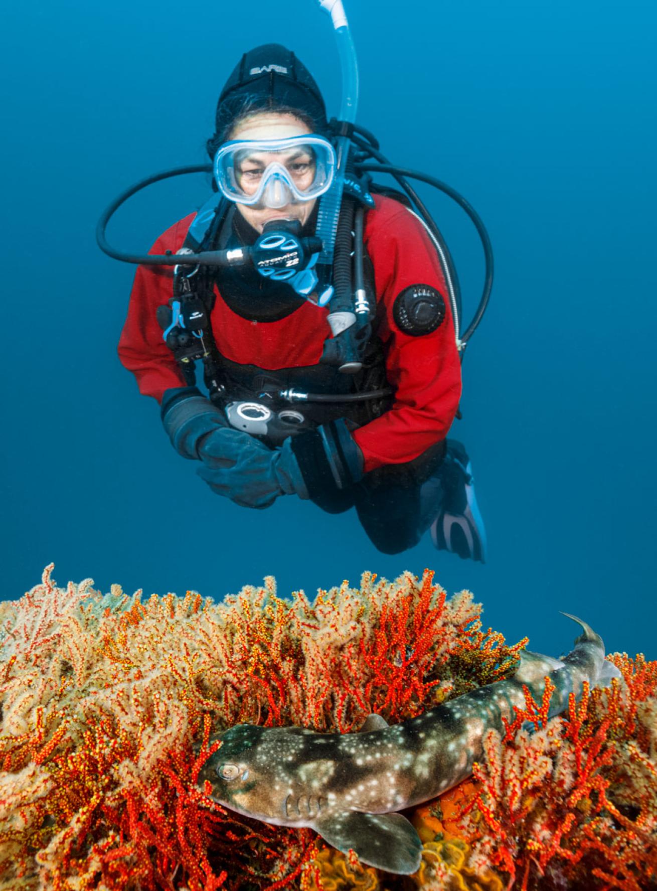 A diver diving in South Africa