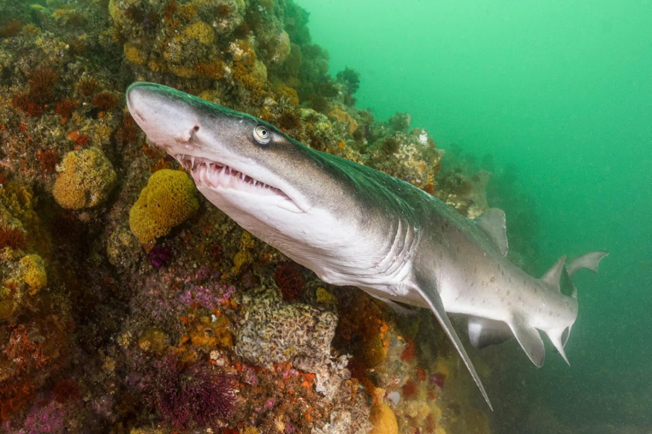 A ragged-tooth shark in South Africa’s Algoa Bay