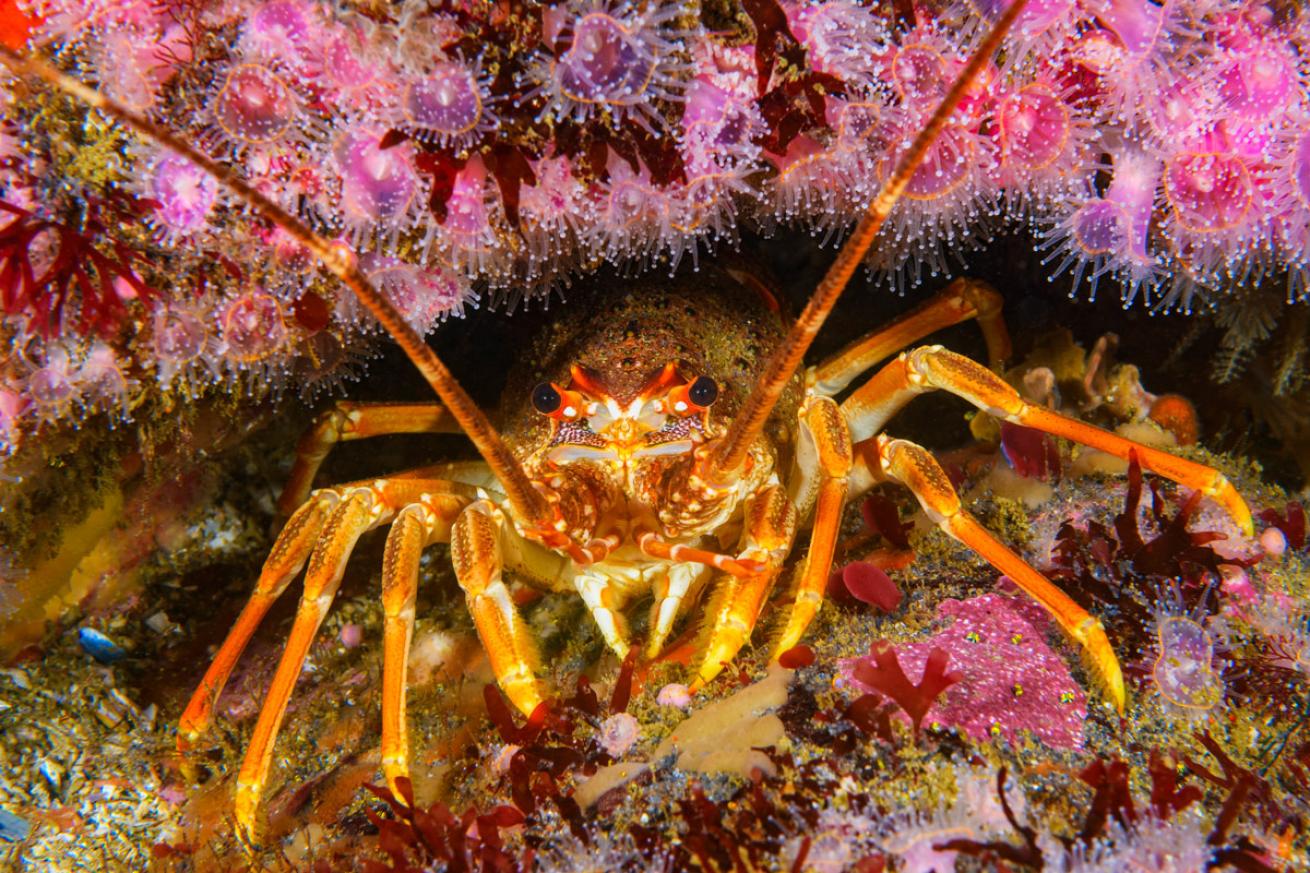 A Cape rock lobster