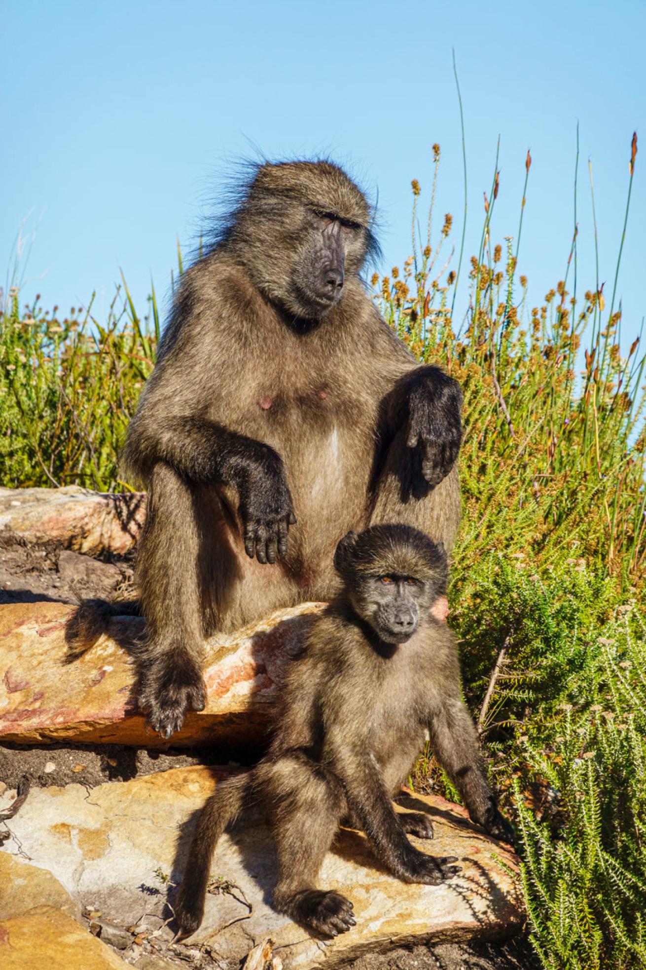 A mother and juvenile Cape baboon
