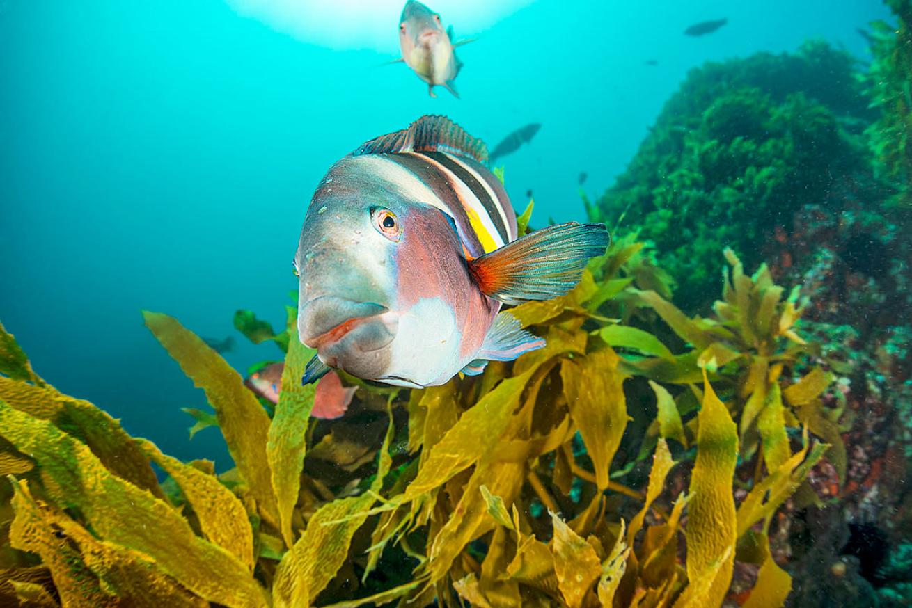 Sandager wrasse in kelp