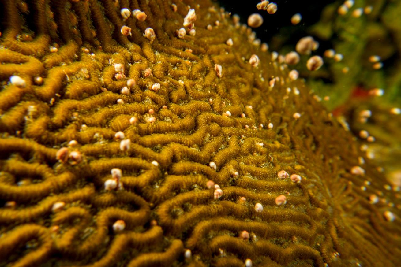 Coral spawning