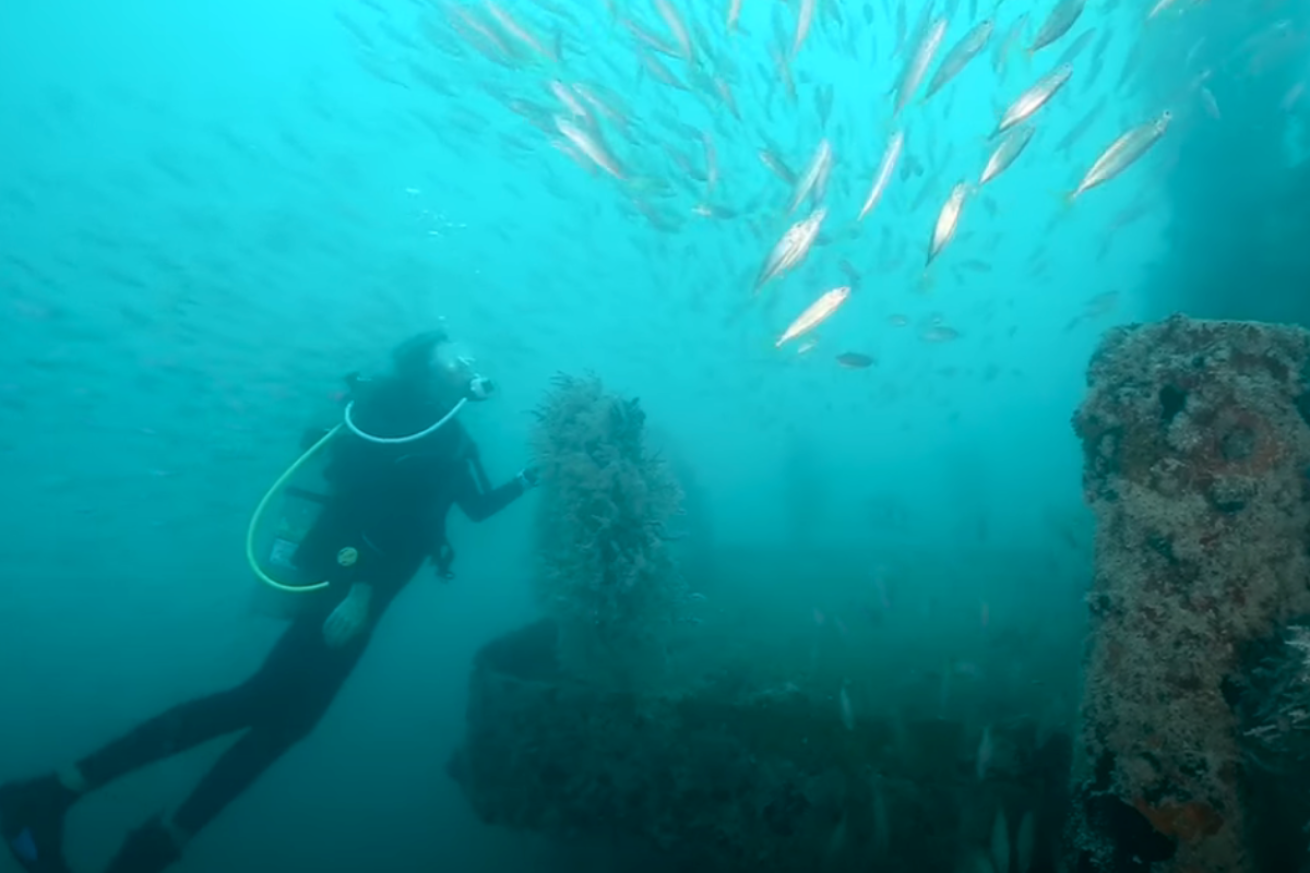 Diver swimming alongside fish by shipwreck