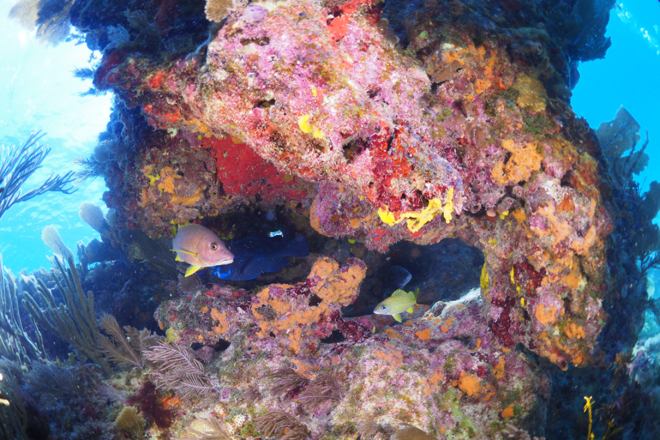 Fish hiding in the coral