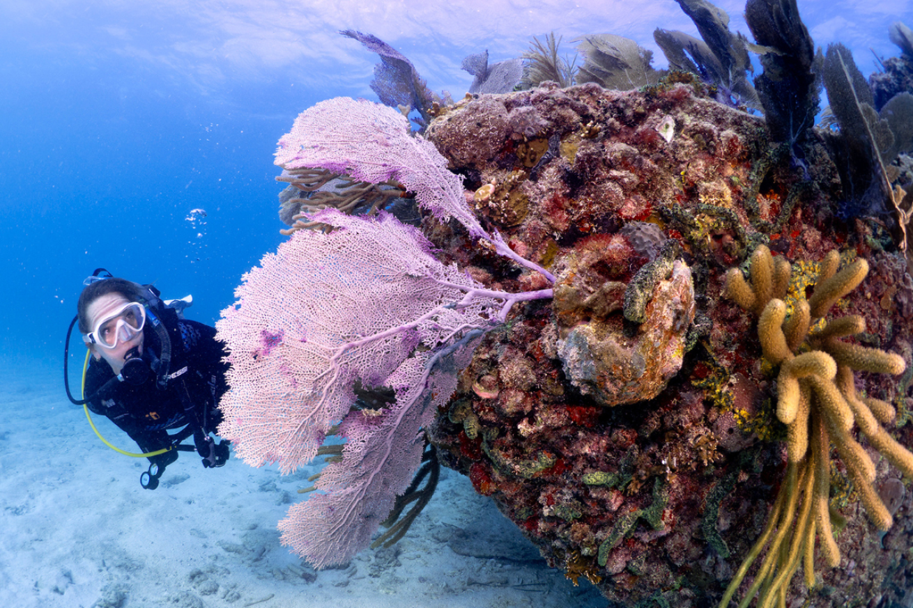 Female diver swimming toward pink fan coral