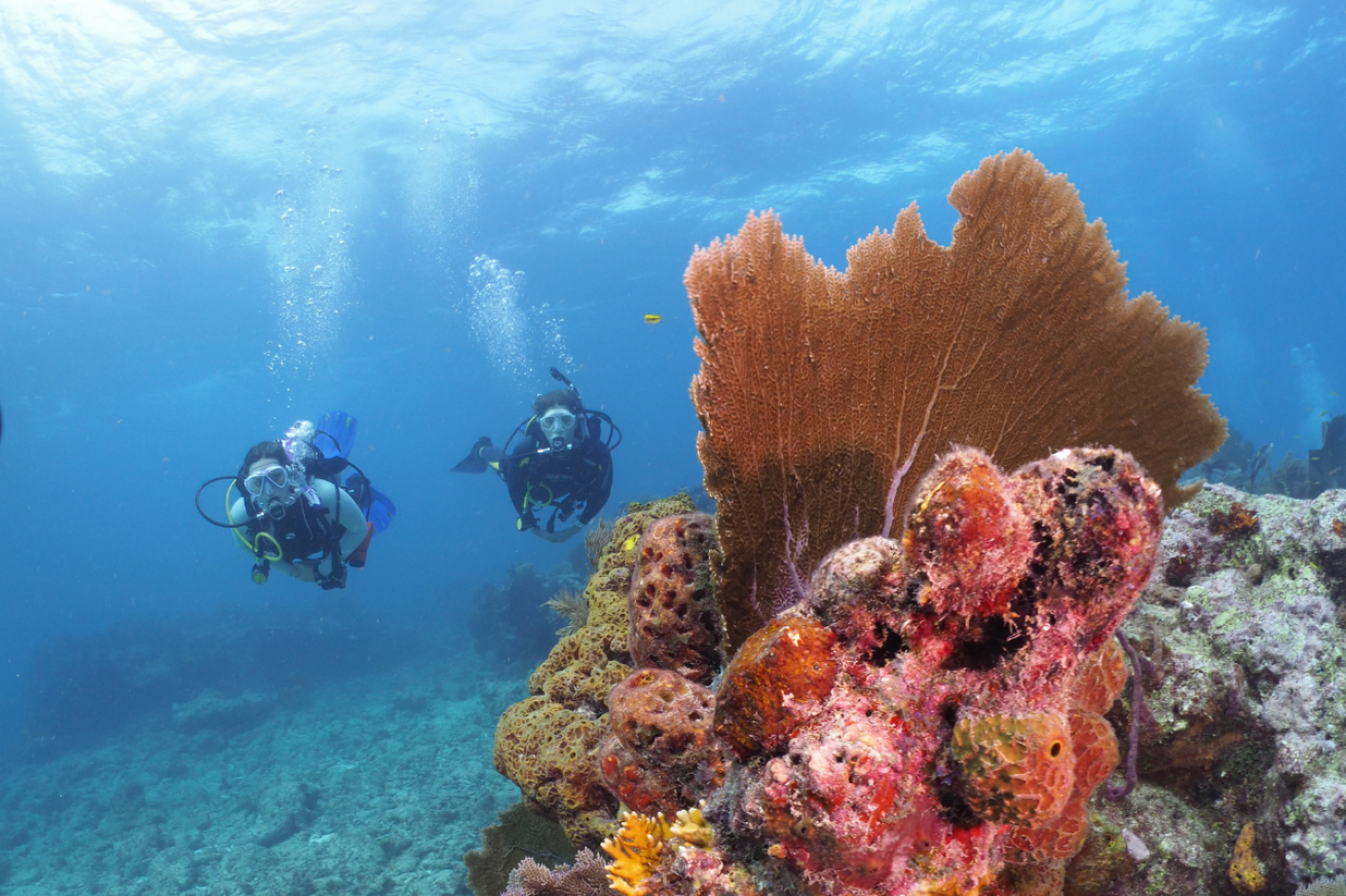 Two divers swimming towards orange fan coral and pink coral formations