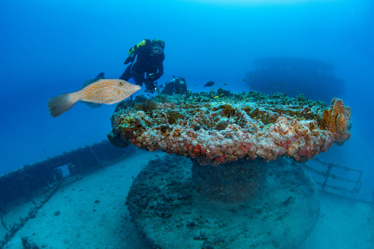 A diver and fish swimming over a shipwreck hull