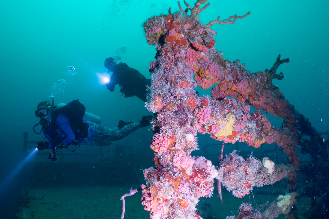 Two divers swimming by a encrusted coral on the shipwreck with flashlights
