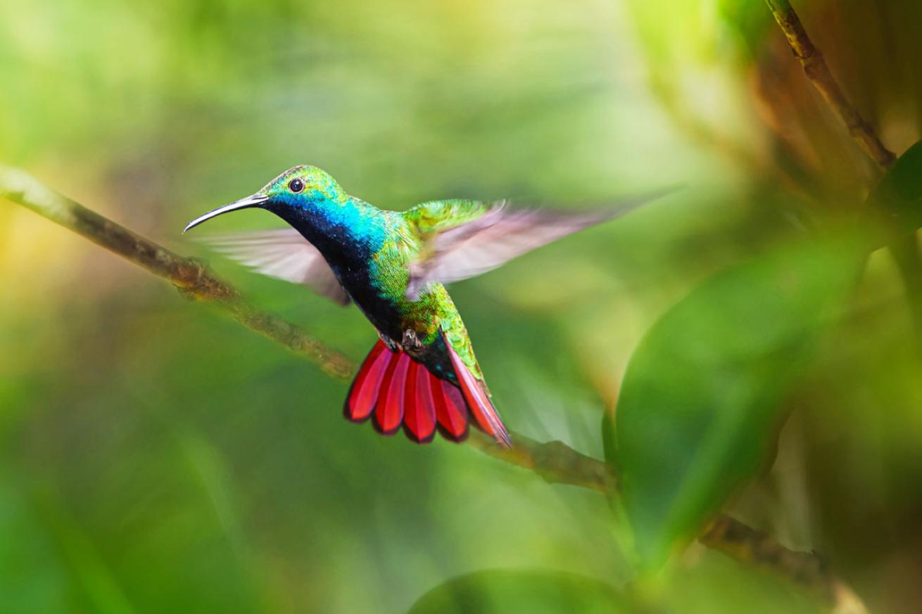 Caribbean hummingbird