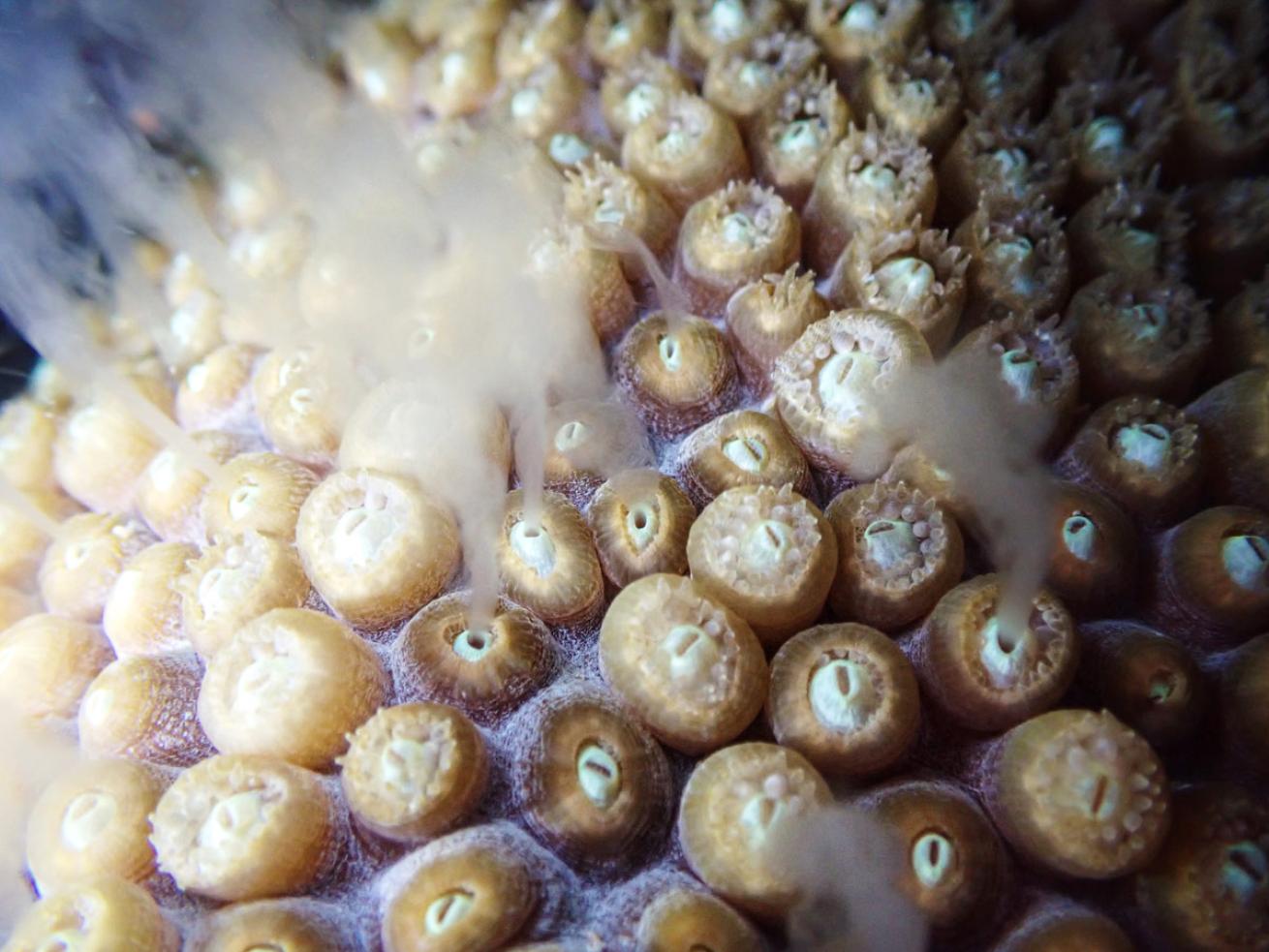 Star coral spawning in Curaçao
