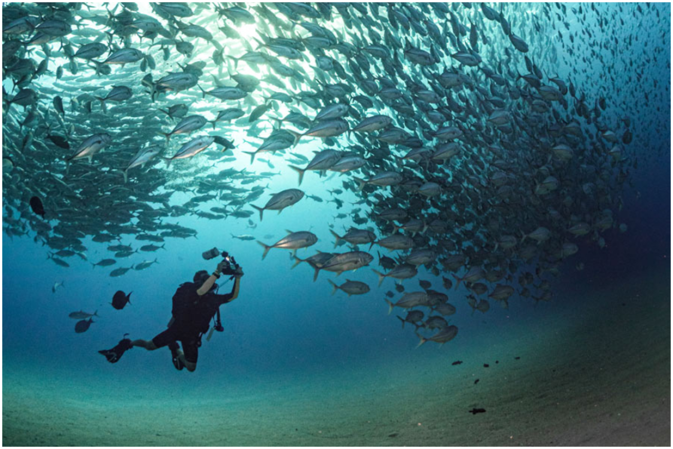 Diver and school of bigeye trevally jack in Parque Nacional Cabo Pulmo