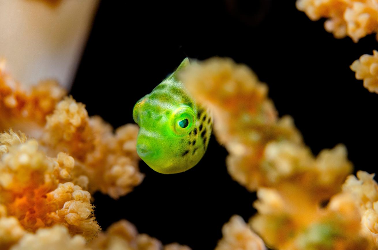 Fish playing in soft coral