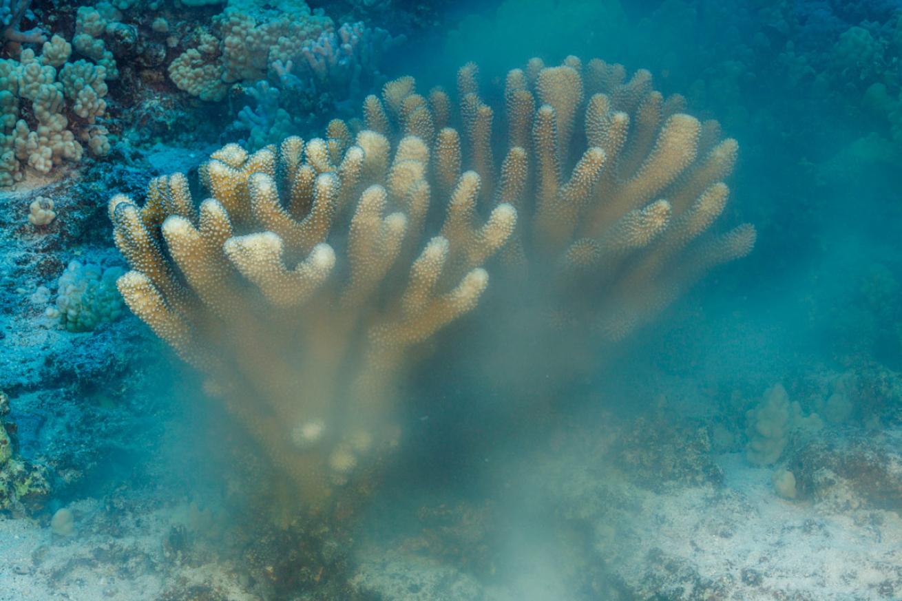 A spawning colony of antler coral