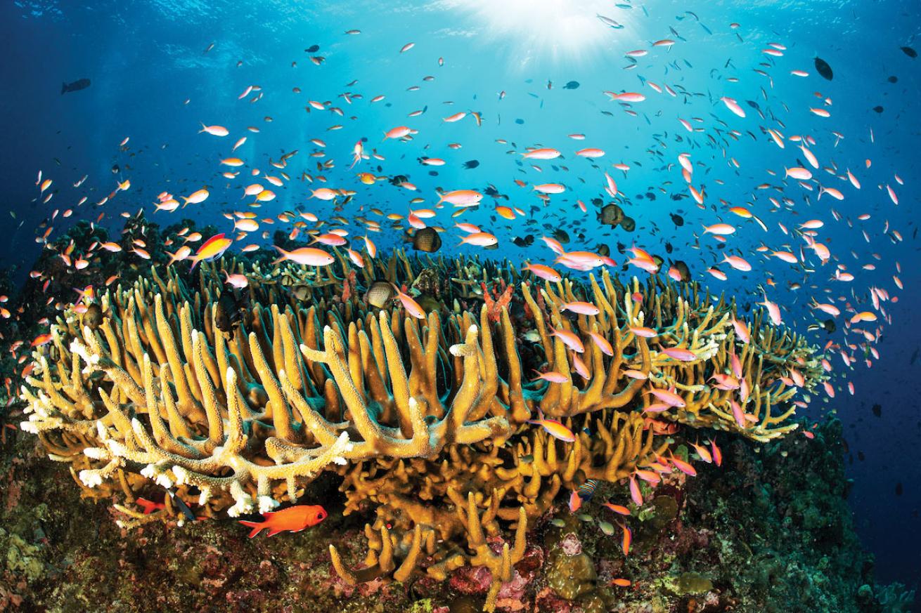 Tropical fish schooling