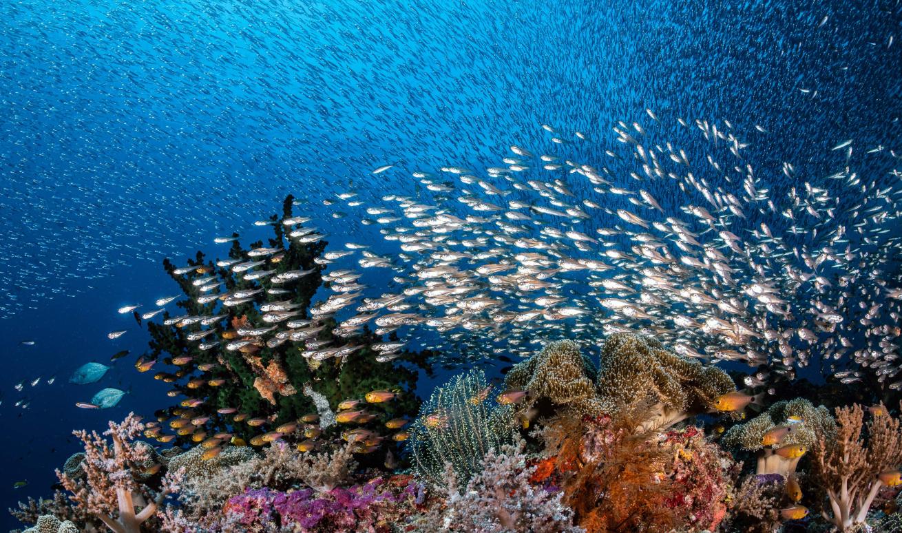 Large school of anchovies near coral