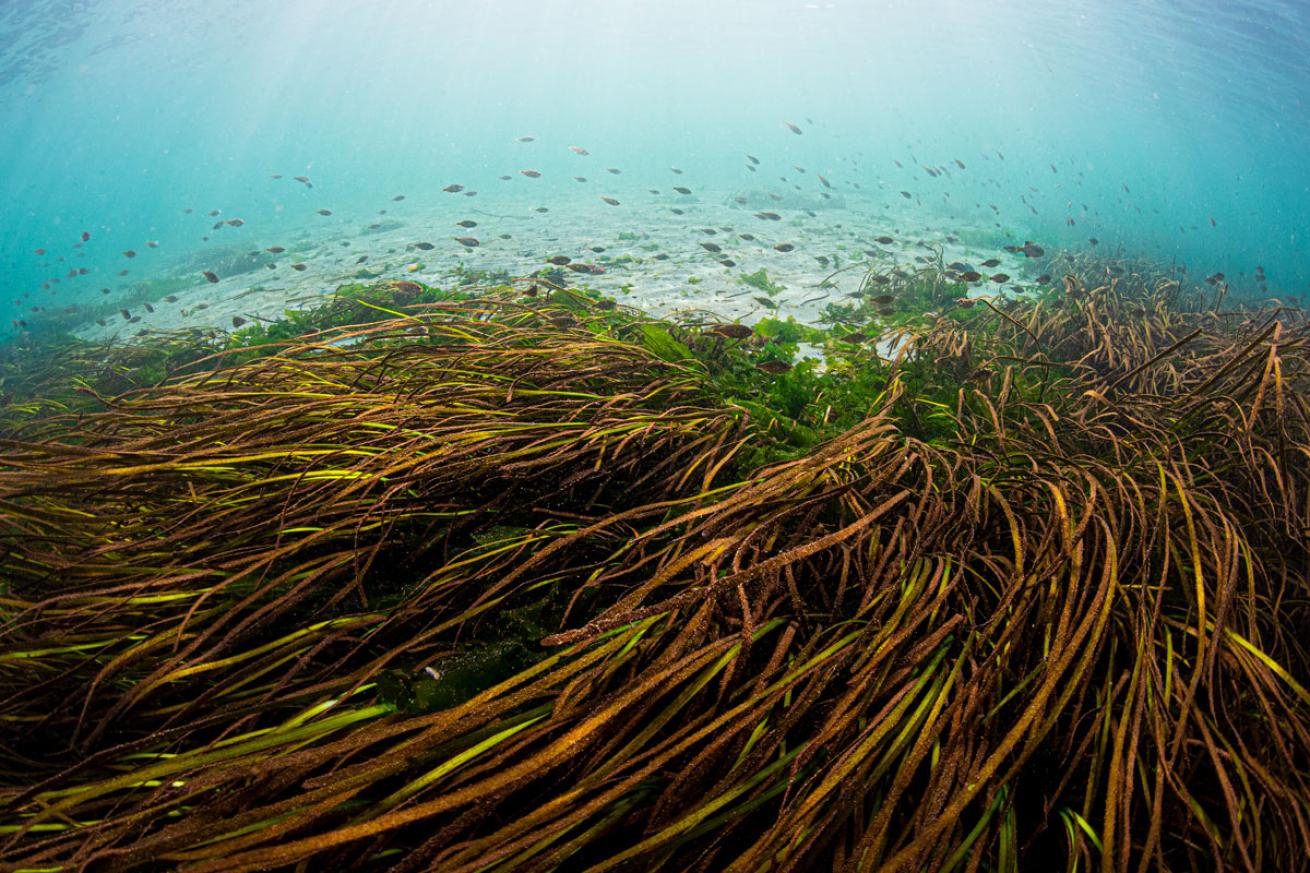 Eeelgrass beds