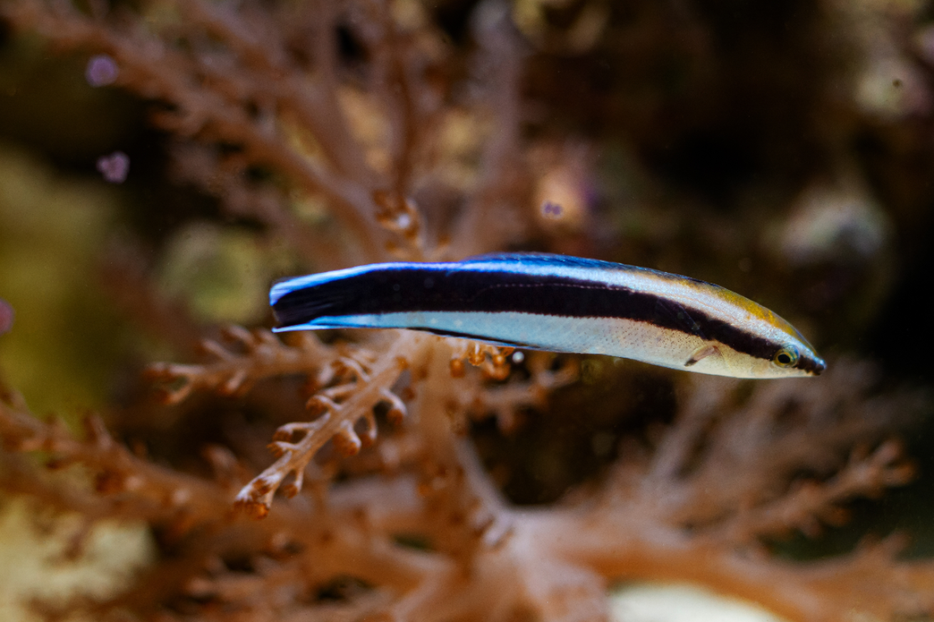 Cleaner Wrasse 