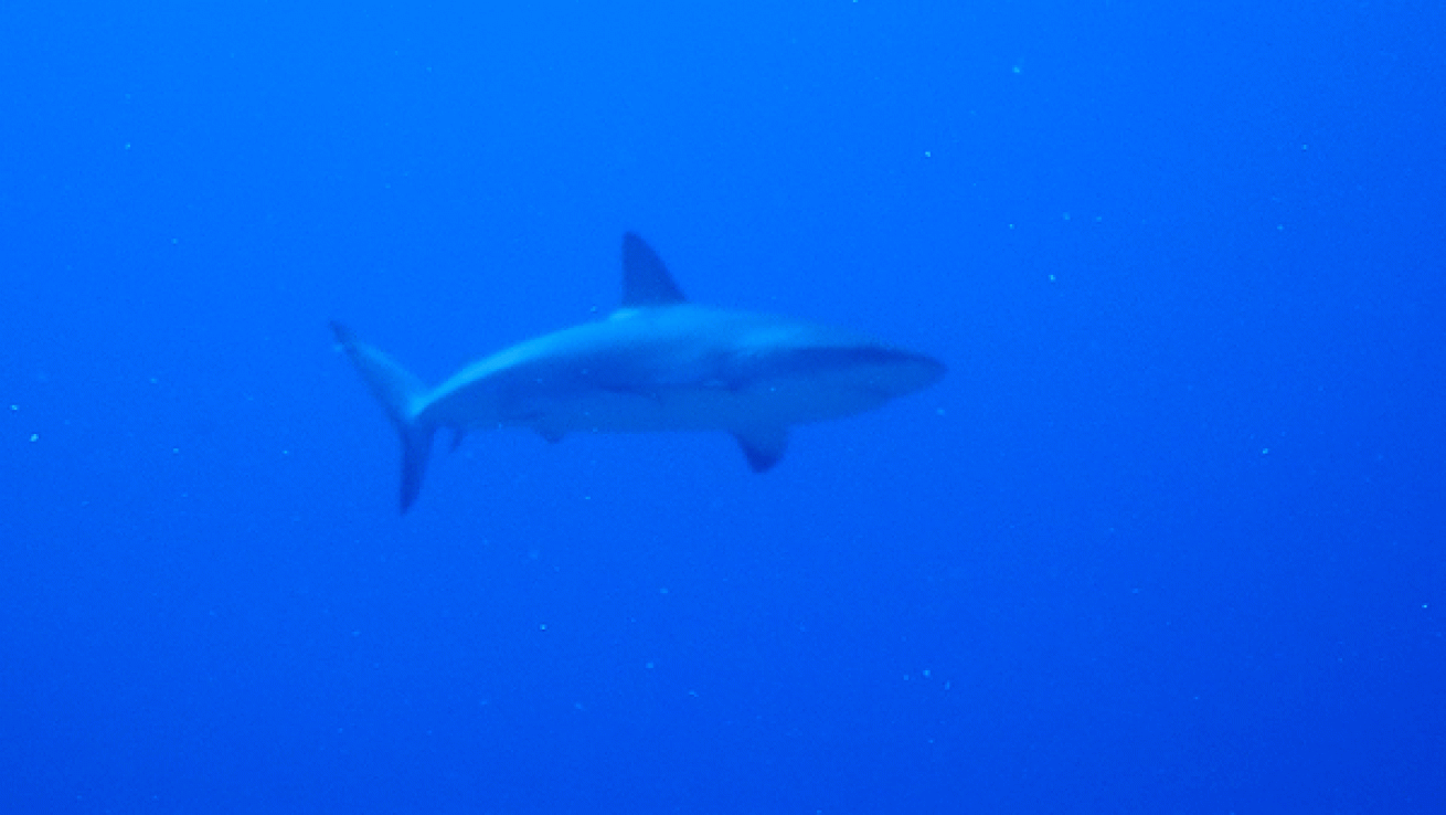 Blacktip reef shark swimming by