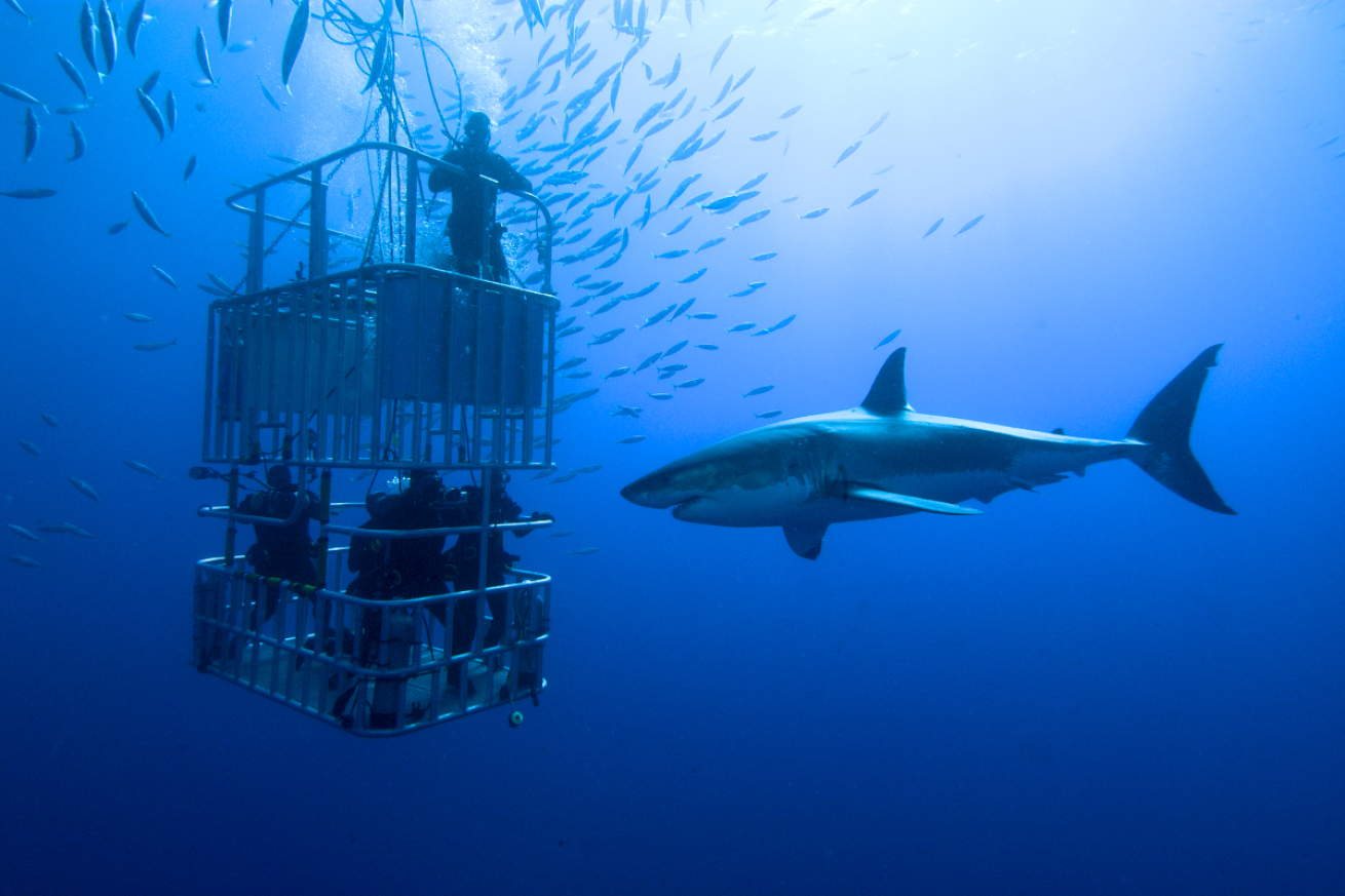 Great white shark cage diving
