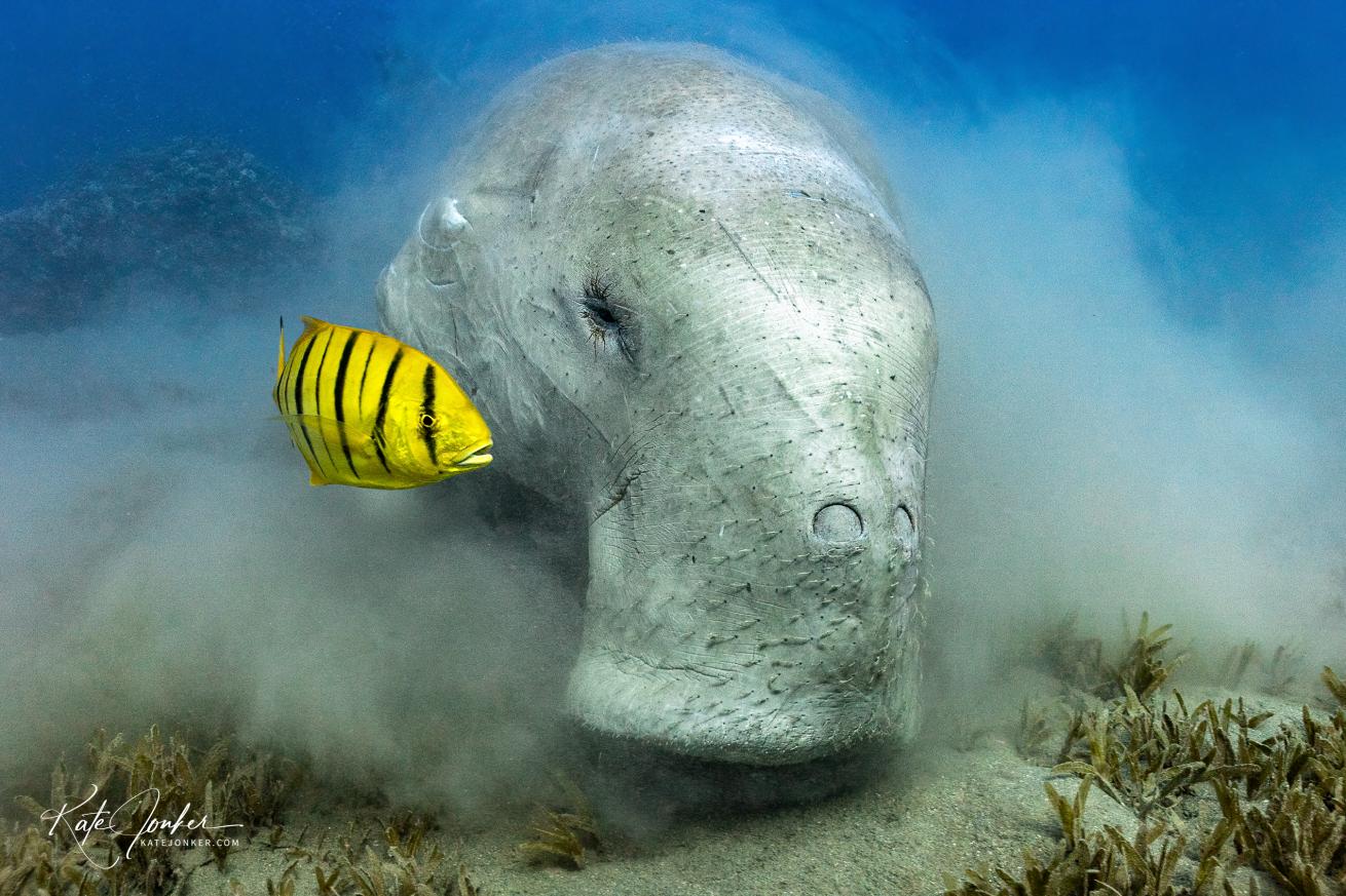 Dugong eating sea grass