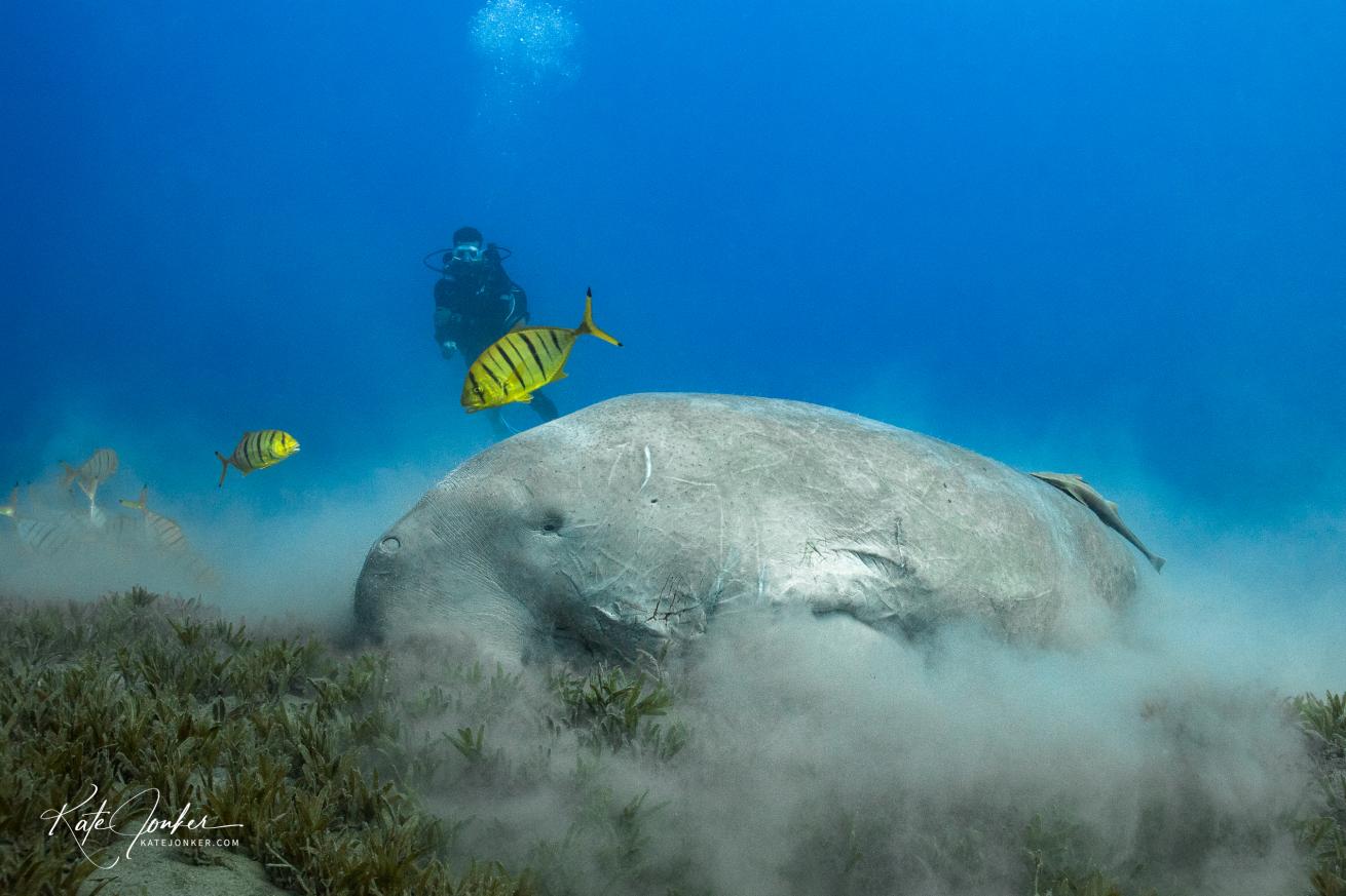 Dugong munching patches of sea grass