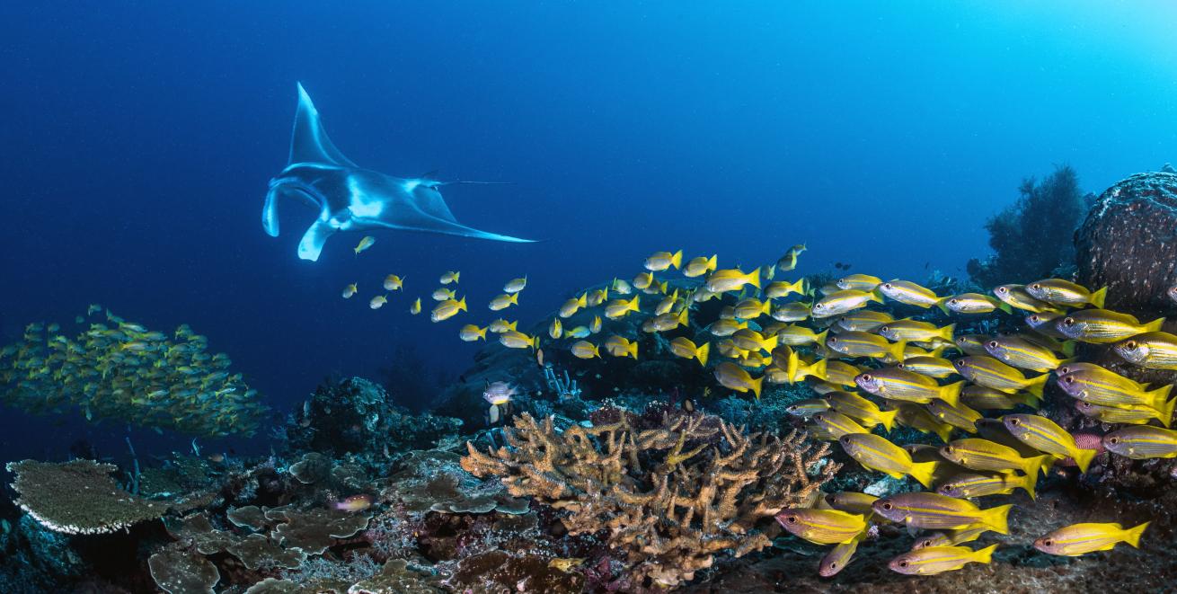 Large manta swimming among yellow fish and coral