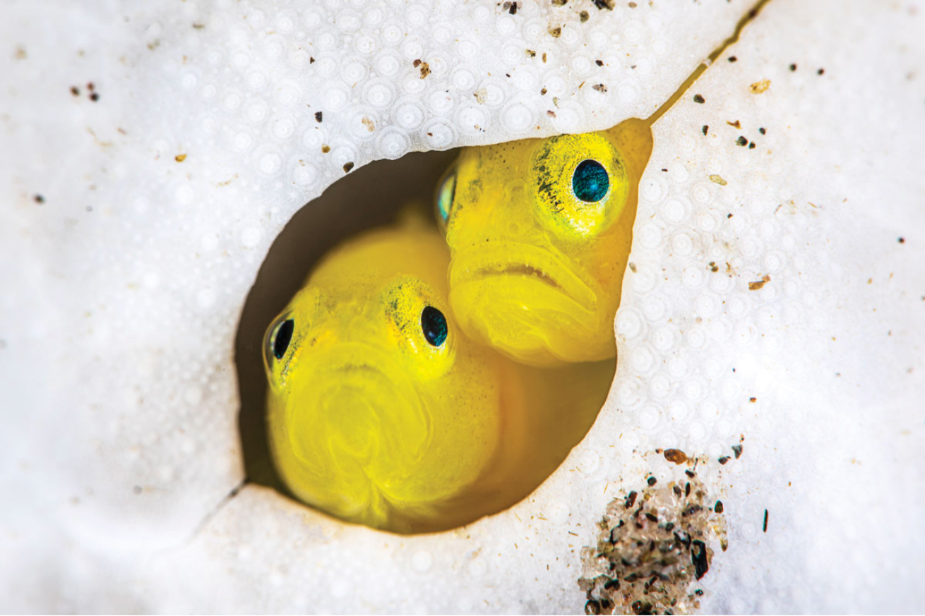 Fish posing for a photographer