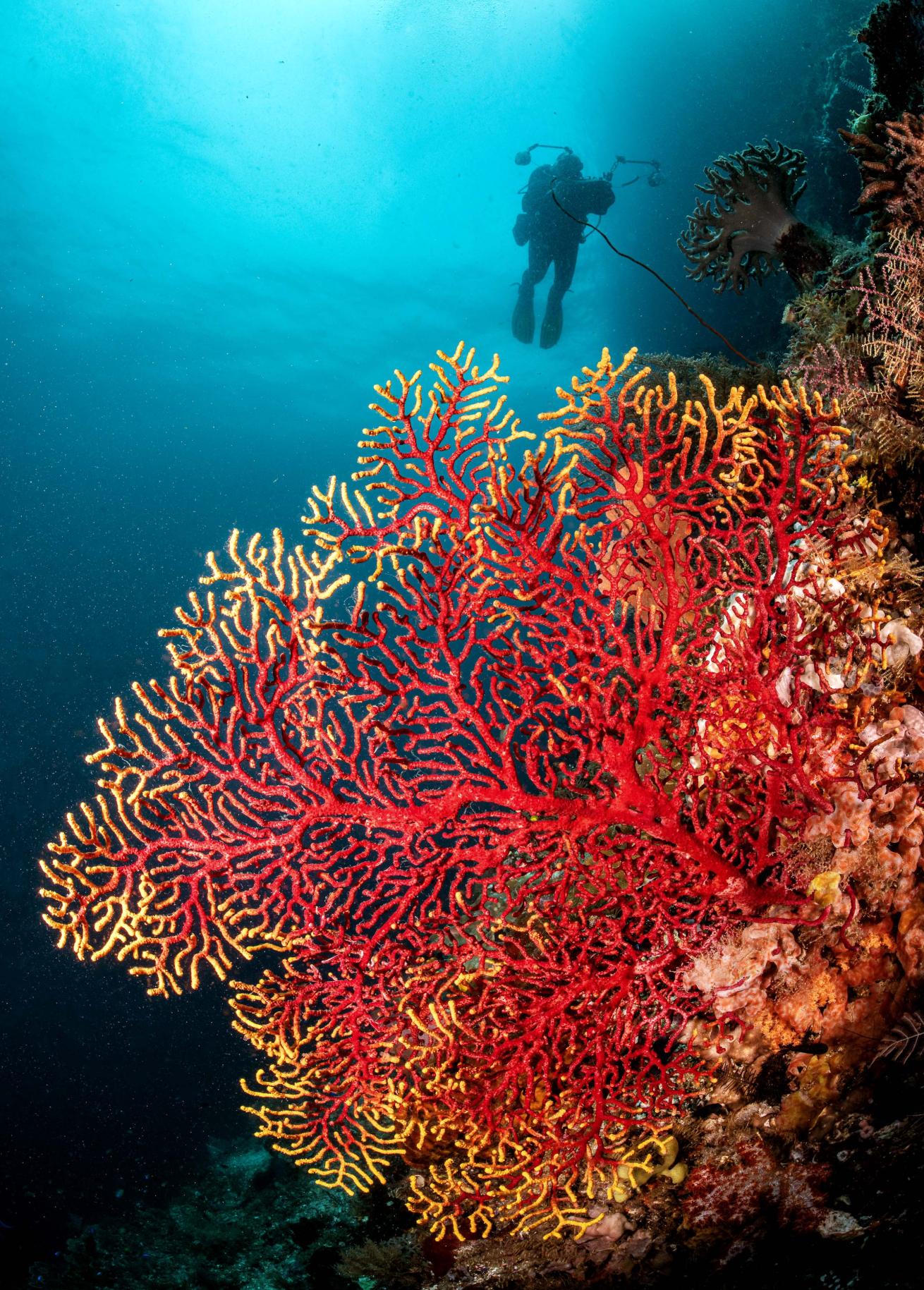 Red and yellow sea fan coral