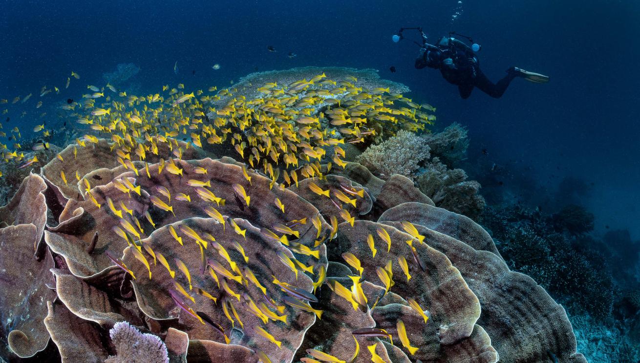Diver photographing yellow fish swimming over coral