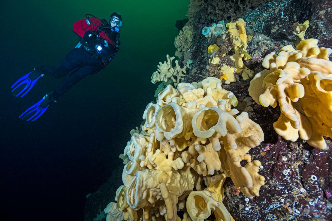 British Columbia sponges and diver