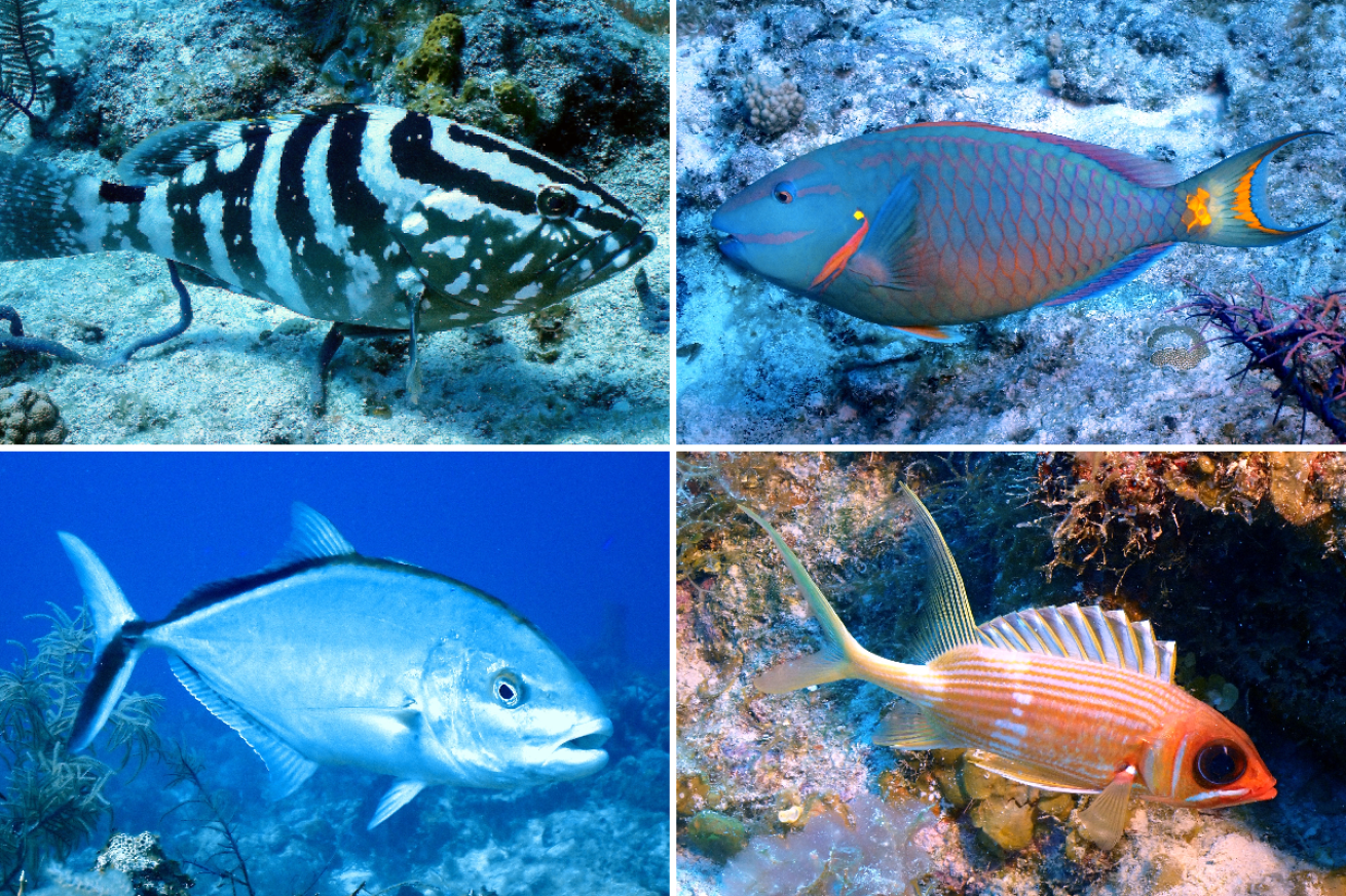 fish of west caicos